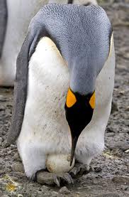 Penguin incubation